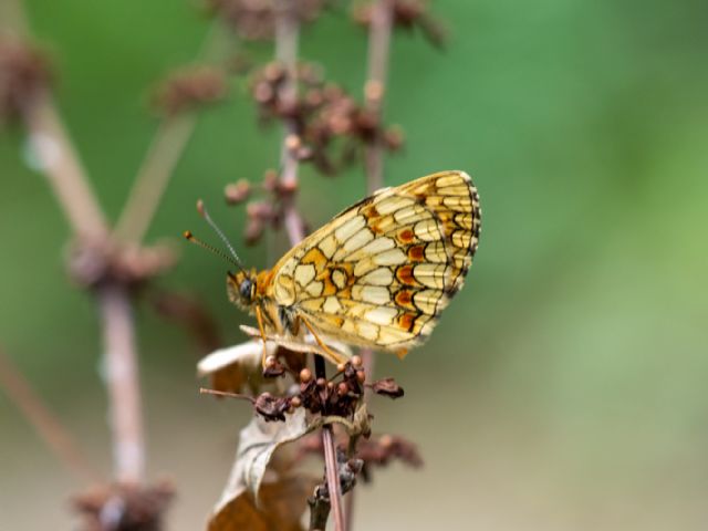 Melitaea nevadensis (Nymphalidae) da confermare